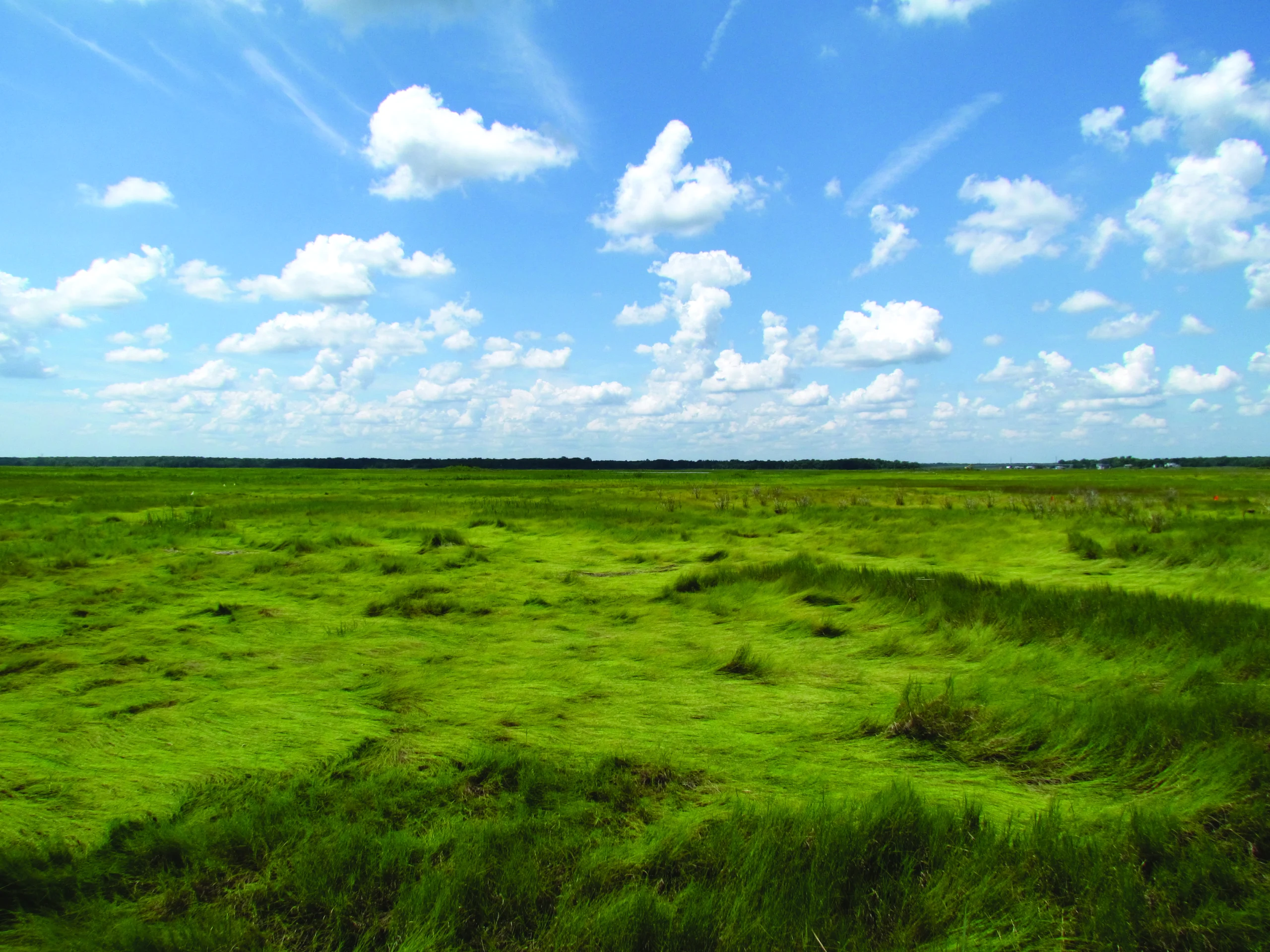 Salt marsh habitat is home to two imperiled species, the Saltmarsh Sparrow and the Eastern Black Rail.