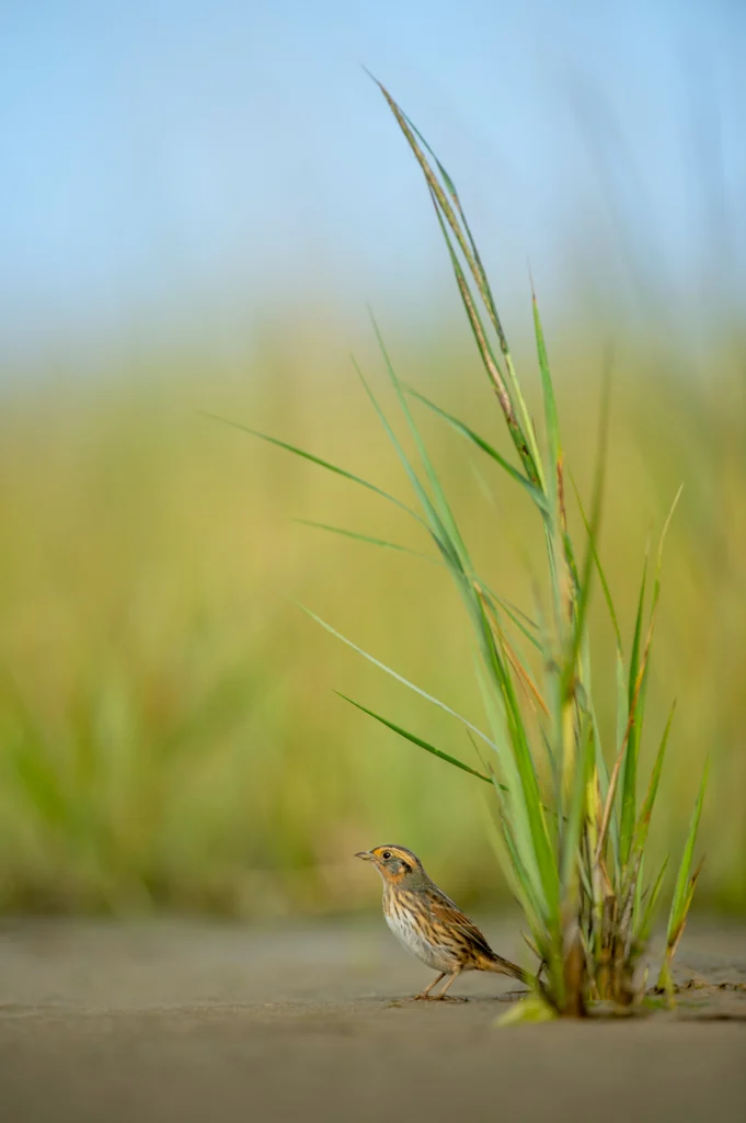 Saltmarsh Sparrow. Photo by Ray Hennessy/Shutterstock.