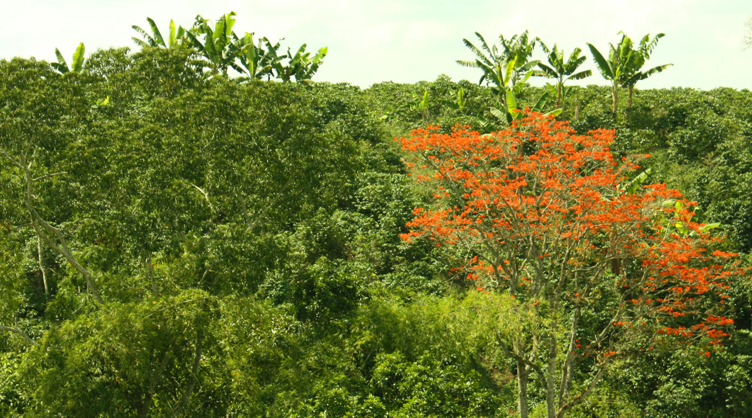 Sierra Nevada National Park of Santa Marta, Colombia. Photo by ToniFlap, Getty Images.