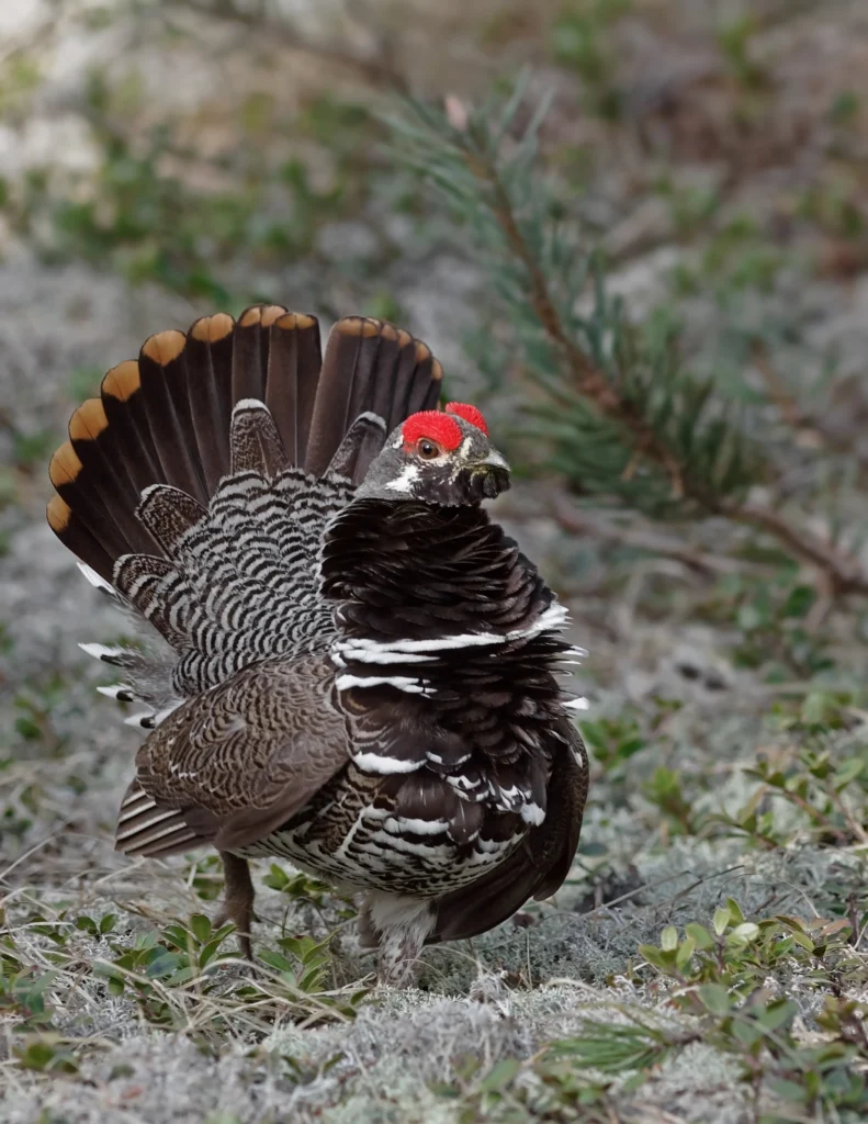 A male Spruce Grouse, a species found in Michigan, struts with his tail fanned out.