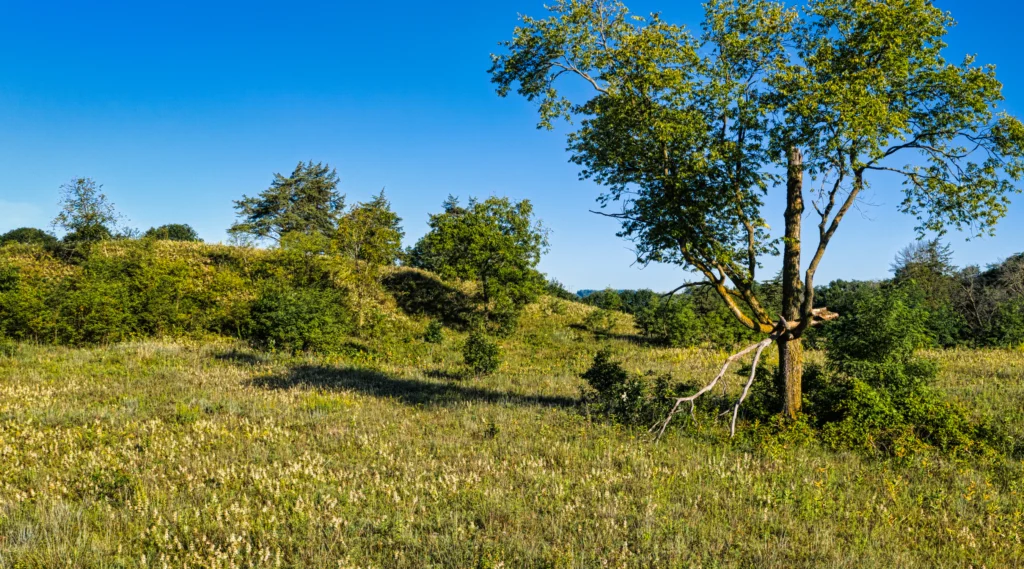 Tree on a Grassland under Clear Blue Sky. Photo by Tom Fisk, Pexels.