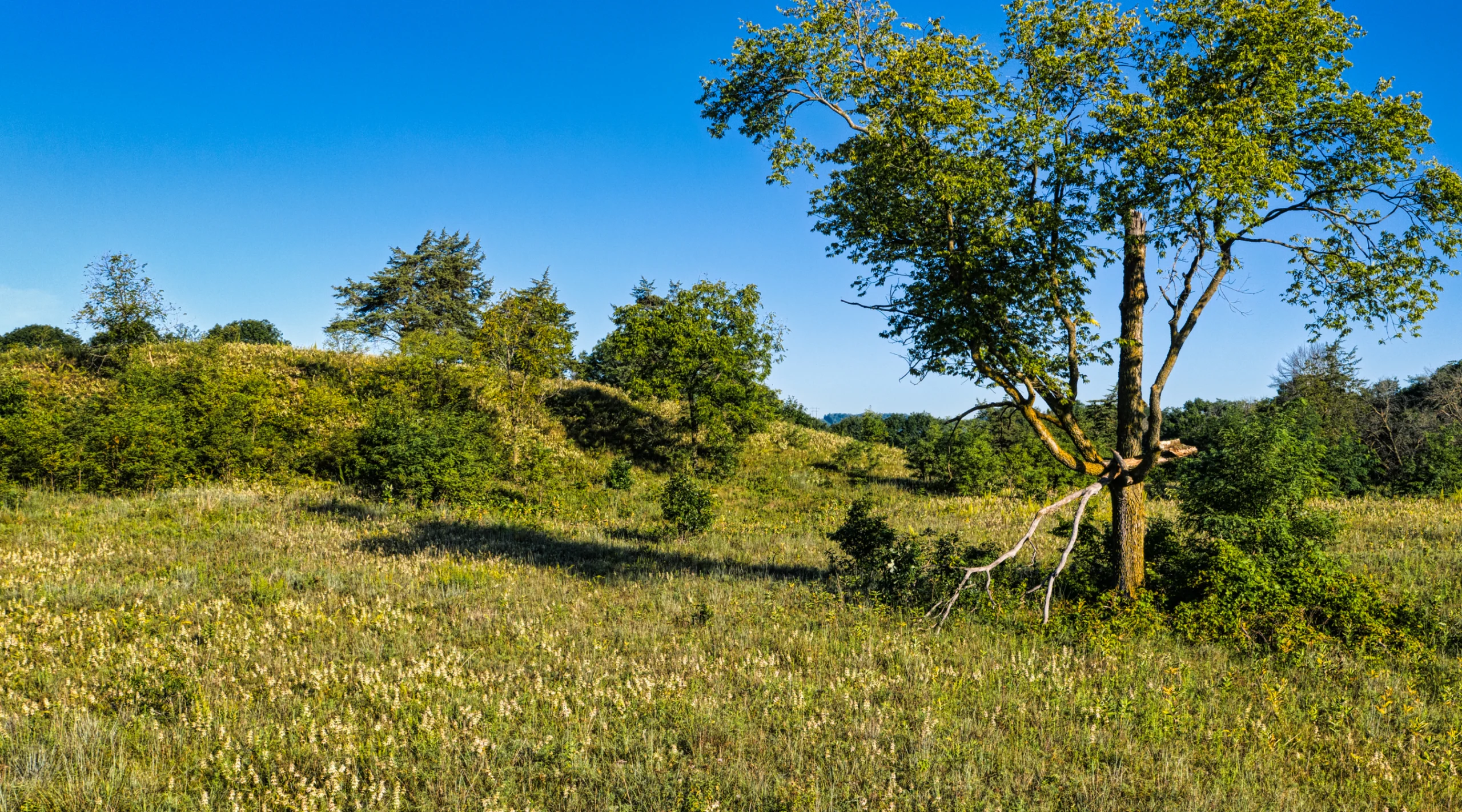 Tree on a Grassland under Clear Blue Sky. Photo by Tom Fisk, Pexels.