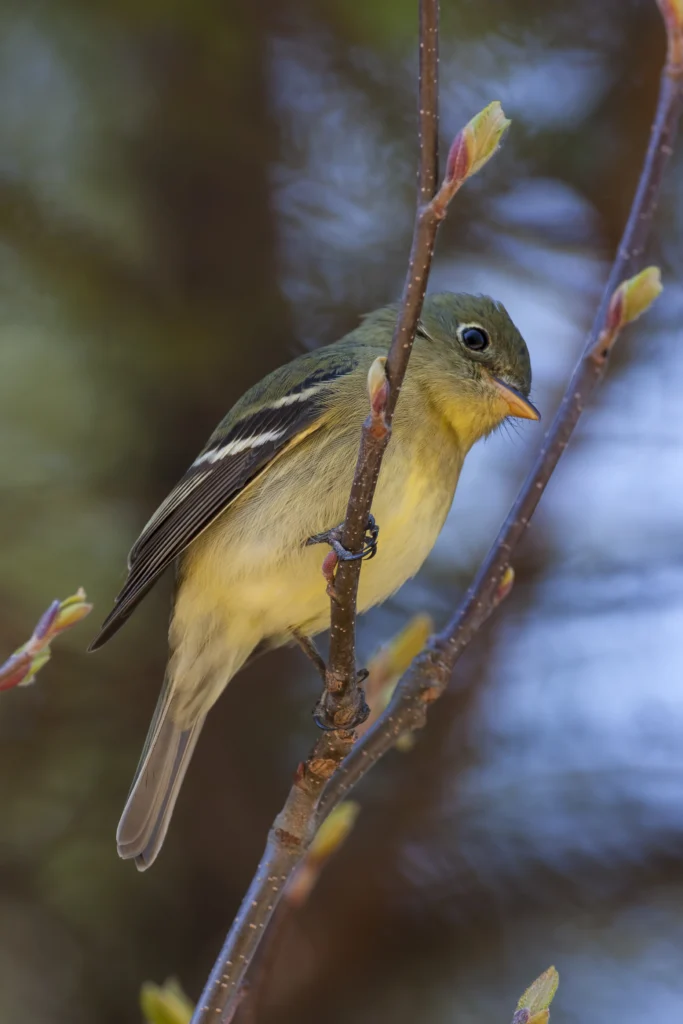 A Yellow-bellied Flycatcher perched on a branch. This species is seen in Michigan in the summer.
