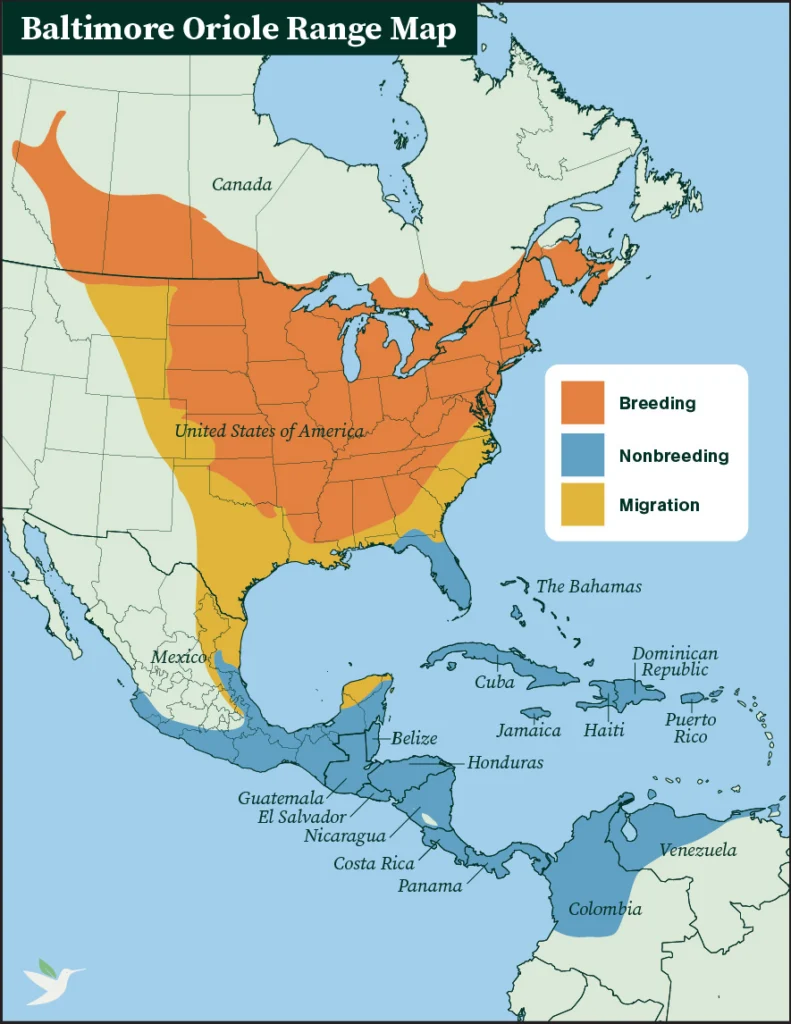 Baltimore oriole range map.