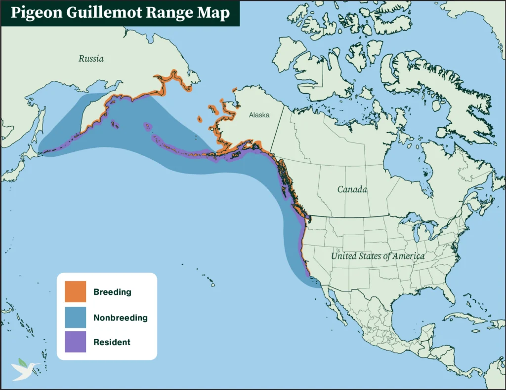 Pigeon Guillemot range map