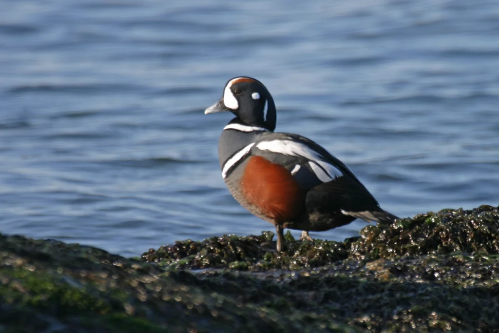 Harlequin Duck. Photo by Larry Master, masterimages.org.