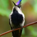 Purple-crowned Plovercrest. Photo by Carole Turek.
