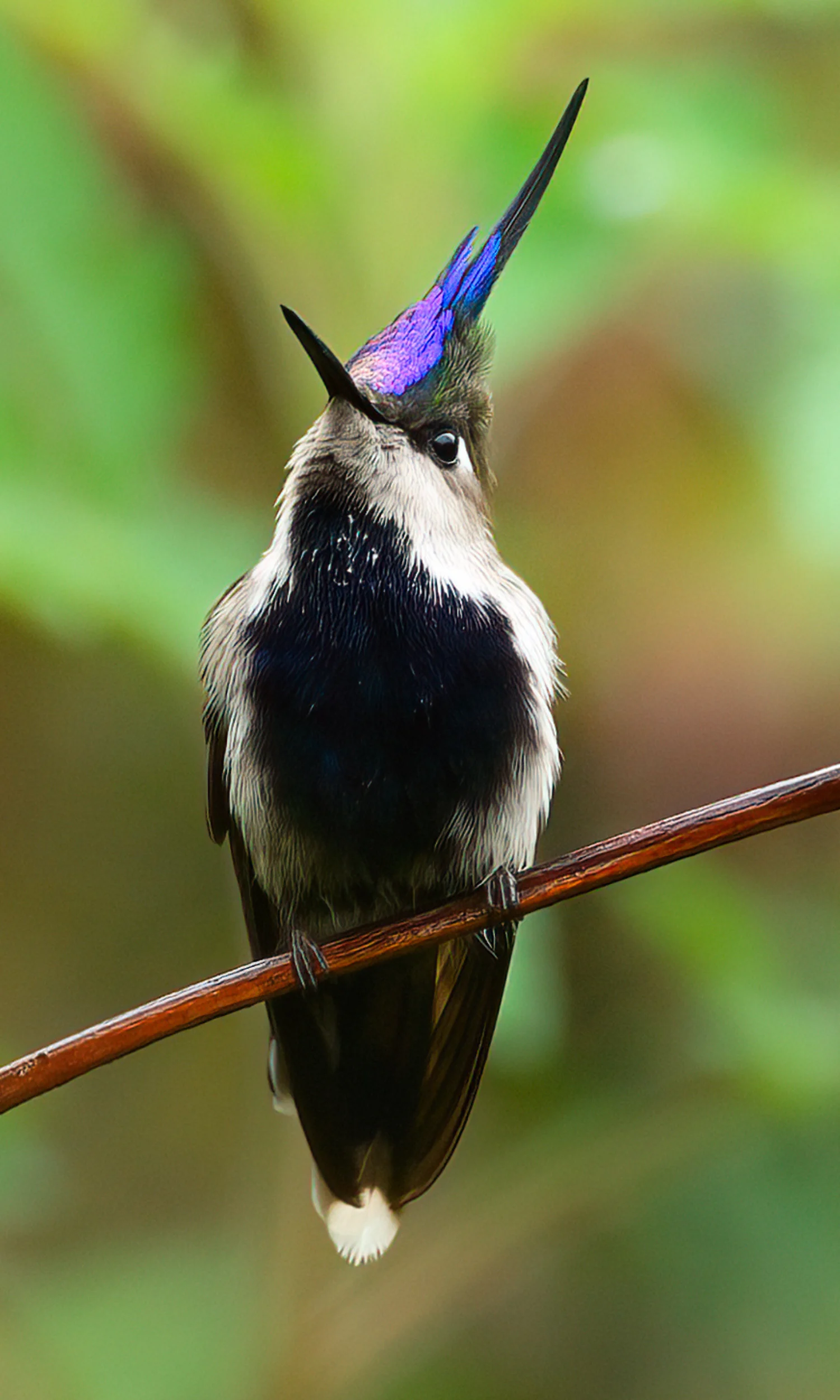 Purple-crowned Plovercrest - American Bird Conservancy