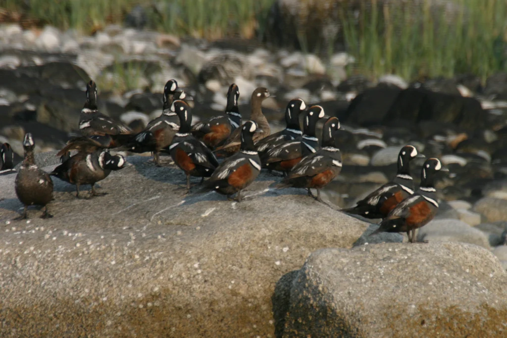 Harlequin Ducks. Photo by Larry Master, masterimages.org.