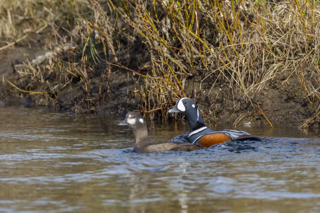 Harlequin Ducks. Photo by Larry Master, masterimages.org.
