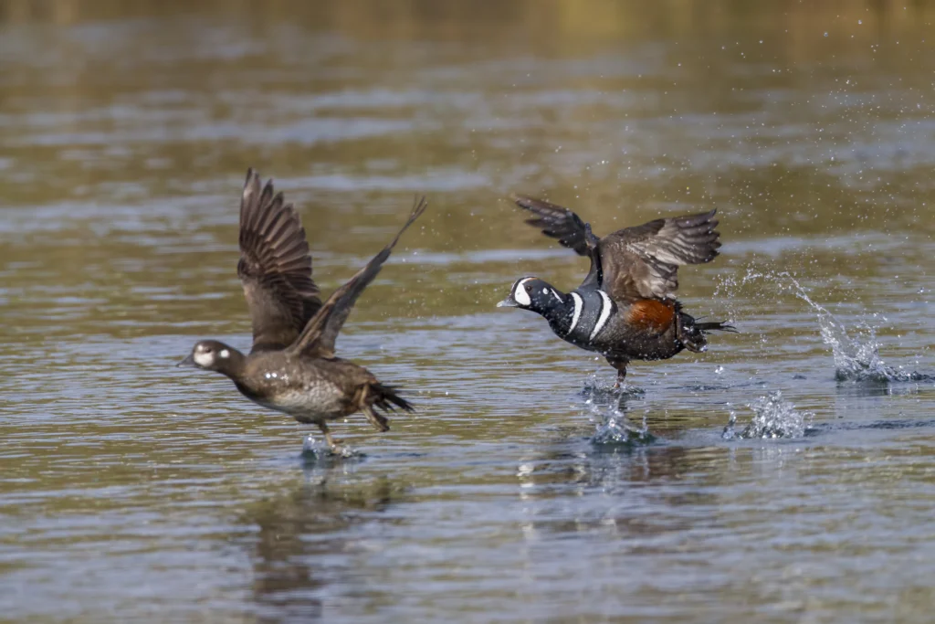 Harlequin Ducks in flight. Photo by Larry Master, masterimages.org.