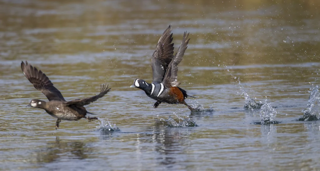 Harlequin Ducks in flight. Photo by Larry Master, masterimages.org.