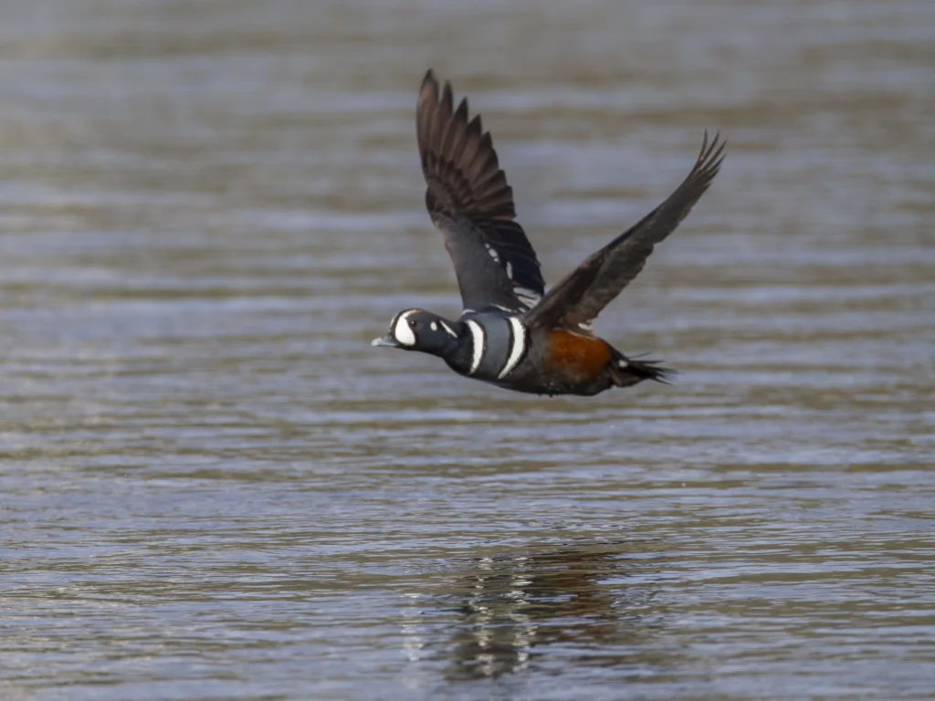 Harlequin Duck in flight. Photo by Larry Master, masterimages.org.
