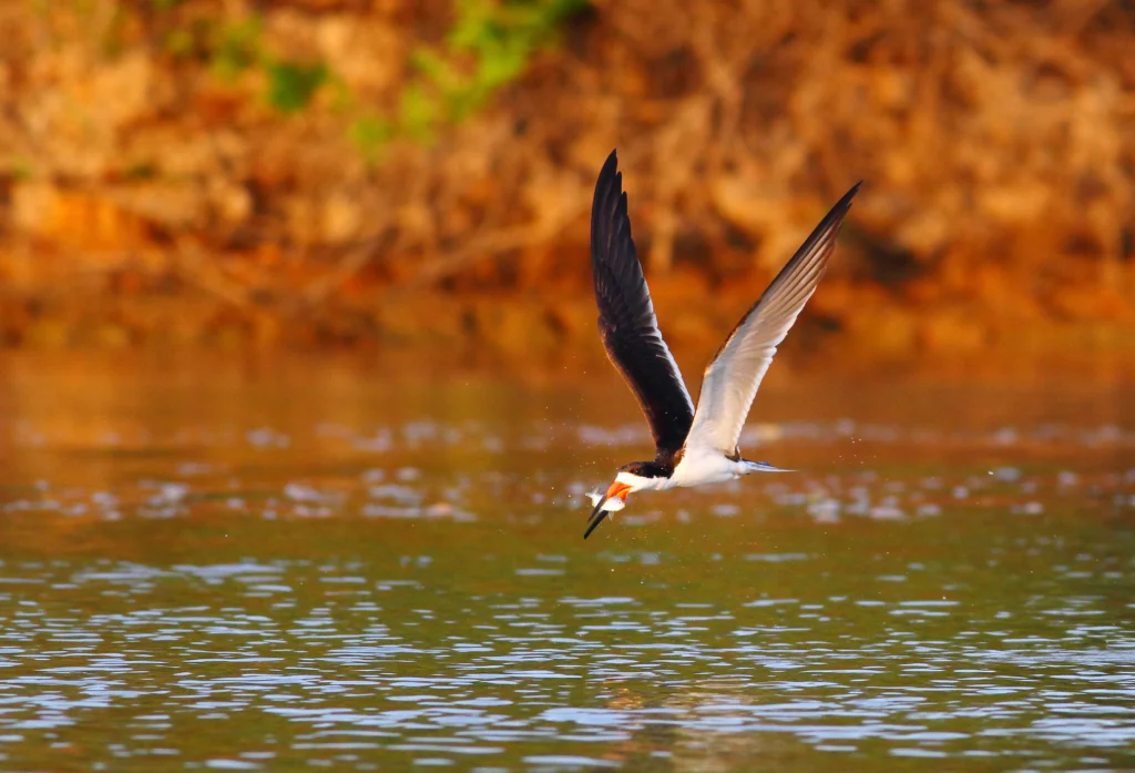 Black Skimmer in flight with beak in water. Photo by Greg Homel, Natural Elements Productions.