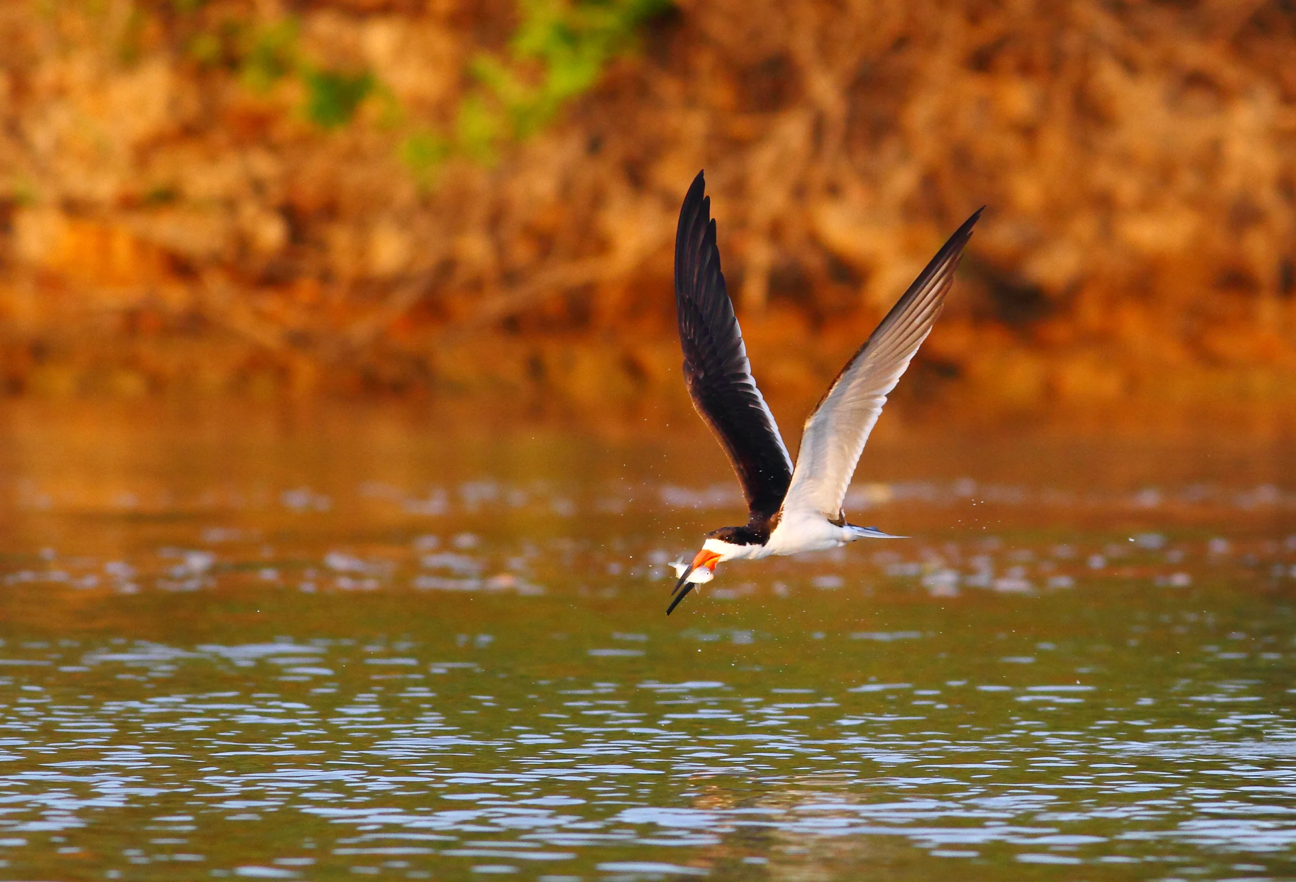 Black Skimmer in flight with beak in water. Photo by Greg Homel, Natural Elements Productions.