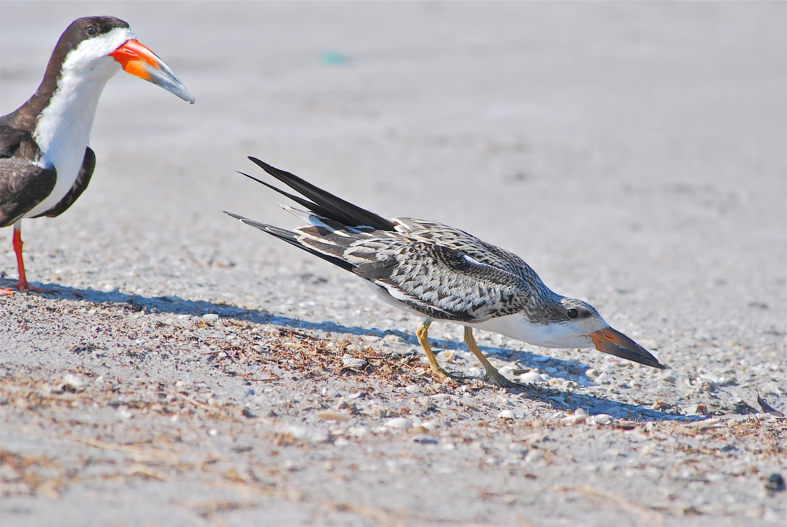 Black Skimmers. Photo by Claudia Dorn.