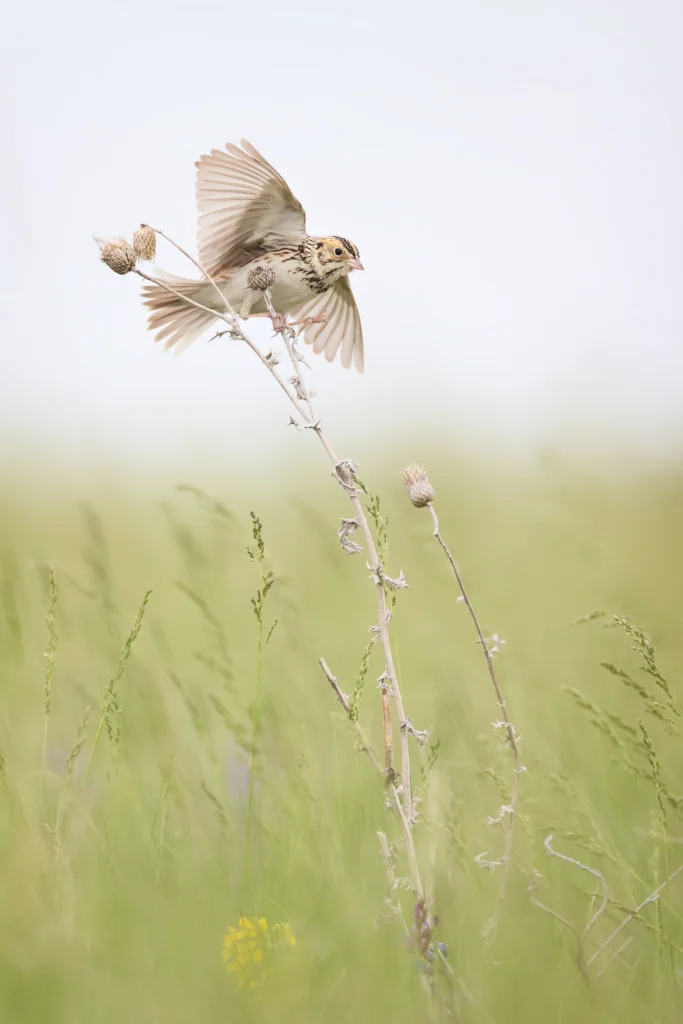 Baird’s Sparrow. Photo by Joshua Galicki.