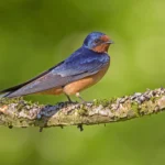A Barn Swallow perches on a branch.