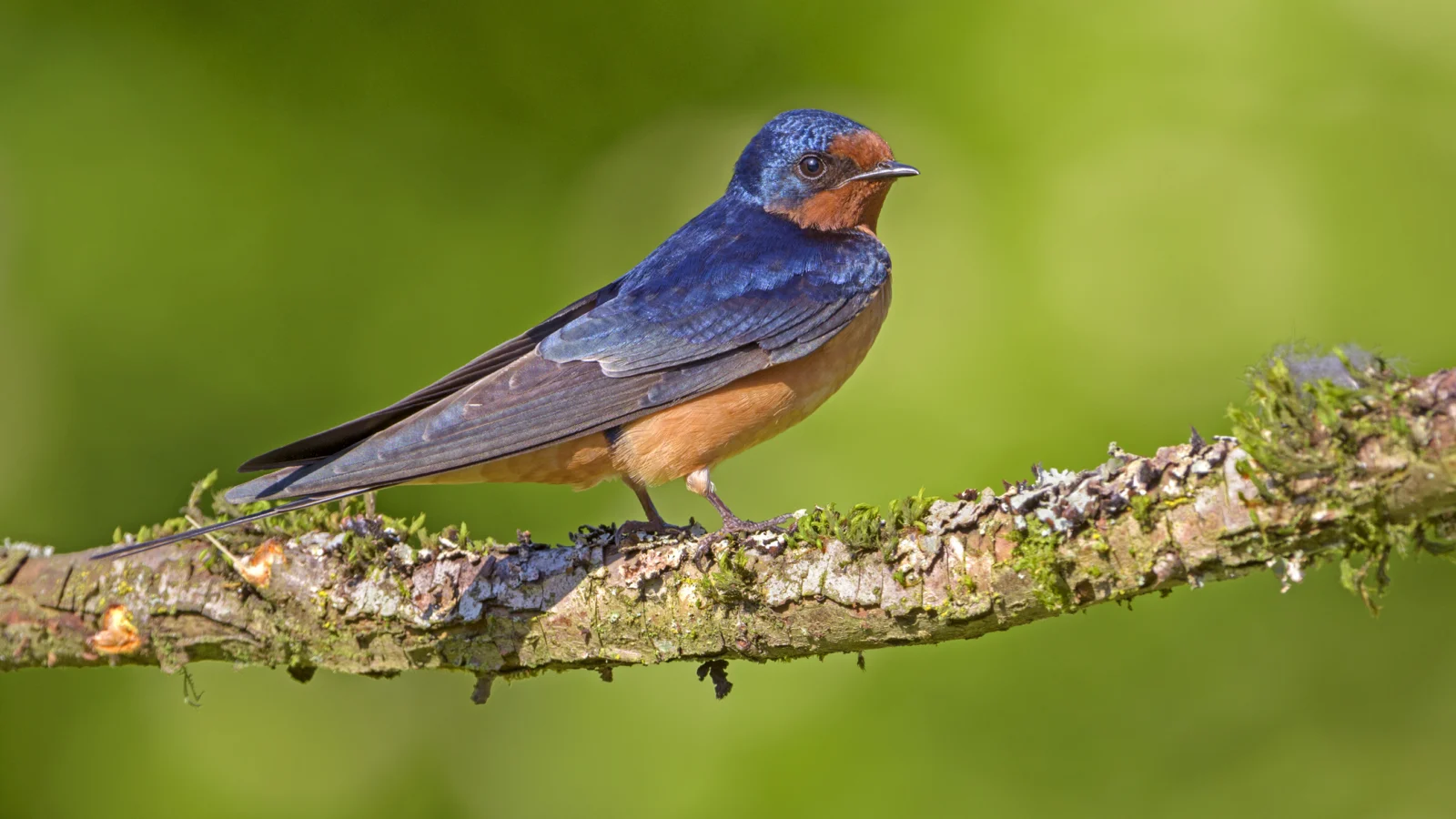 A Barn Swallow perches on a branch.
