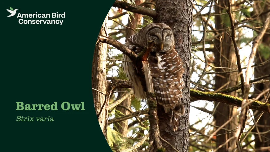 Barred Owl YT Thumb