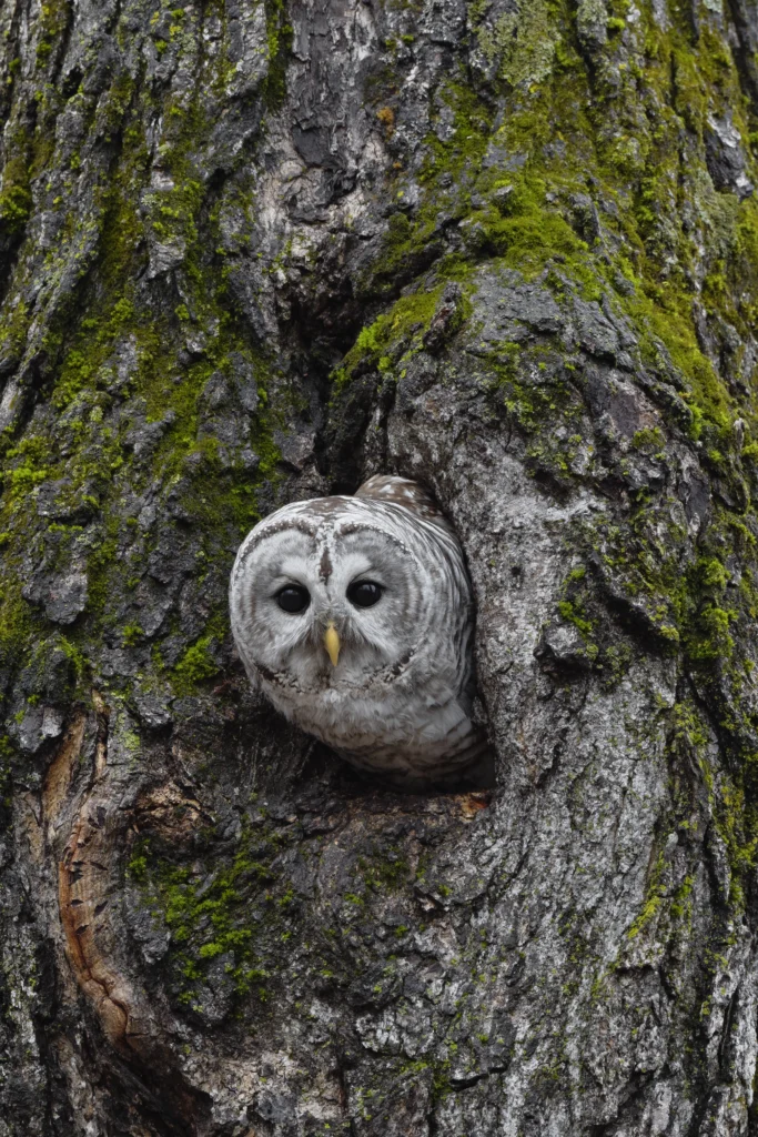 Barred Owl in nest hole. Photo by Paul Rossi.