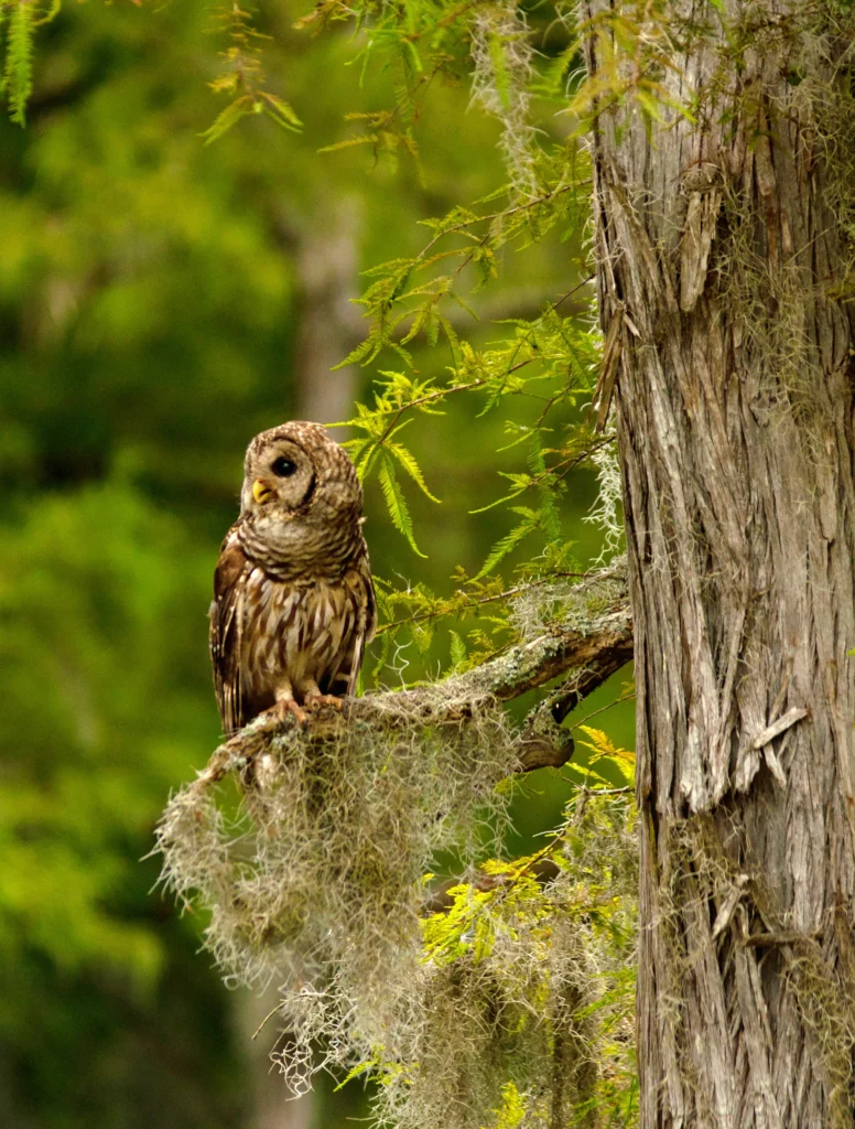 Barred Owl. Photo by Wirestock Images, Shutterstock.