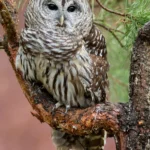 Barred Owl. Photo by Nagel Photography, Shutterstock.