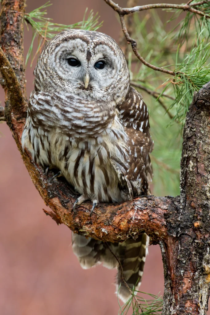 Barred Owl. Photo by Nagel Photography, Shutterstock.