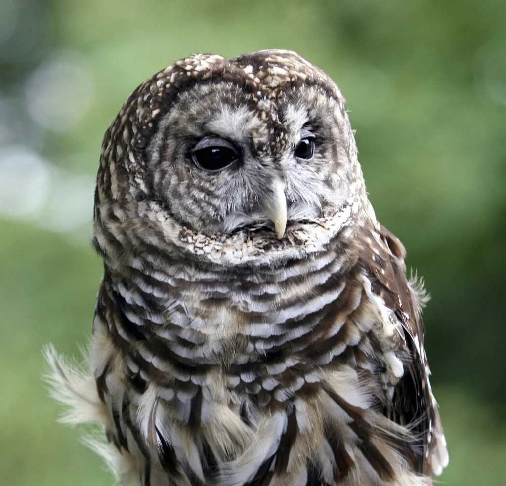 Barred Owl. Photo by Richard Kretz.