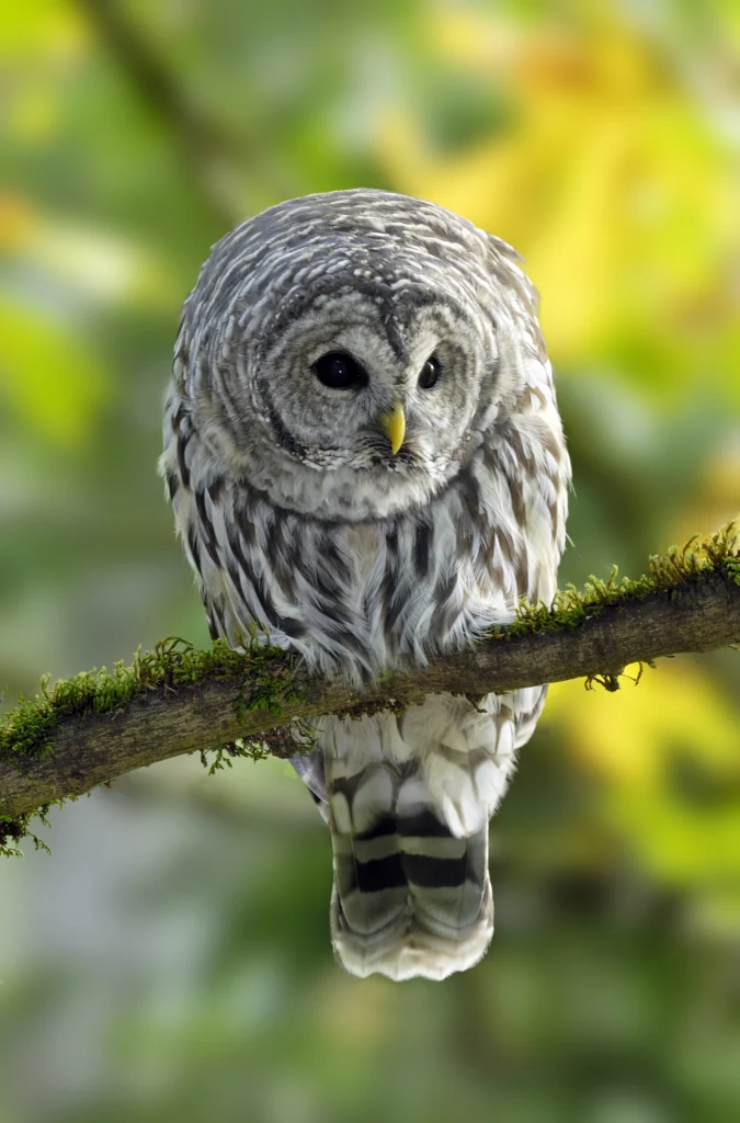 Barred Owl. Photo by Tim Zurowski, Shutterstock.