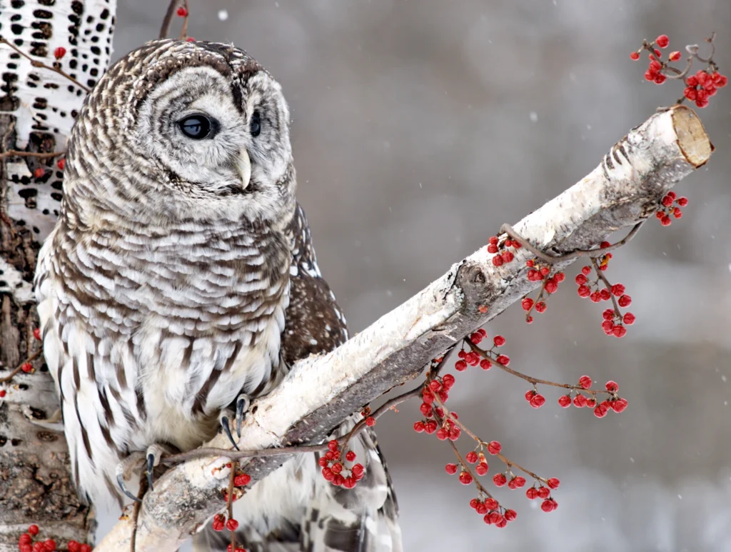 Barred Owl. Photo by artcphotos, Shutterstock.