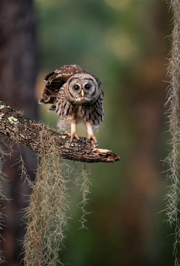 Barred Owl. Photo by Harry Collins Photography, Shutterstock.
