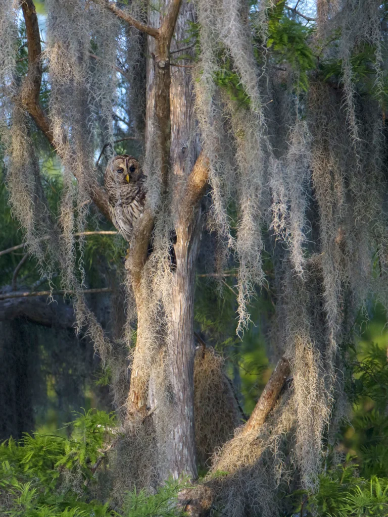 Barred Owl. Photo by Larry Master, masterimages.org.