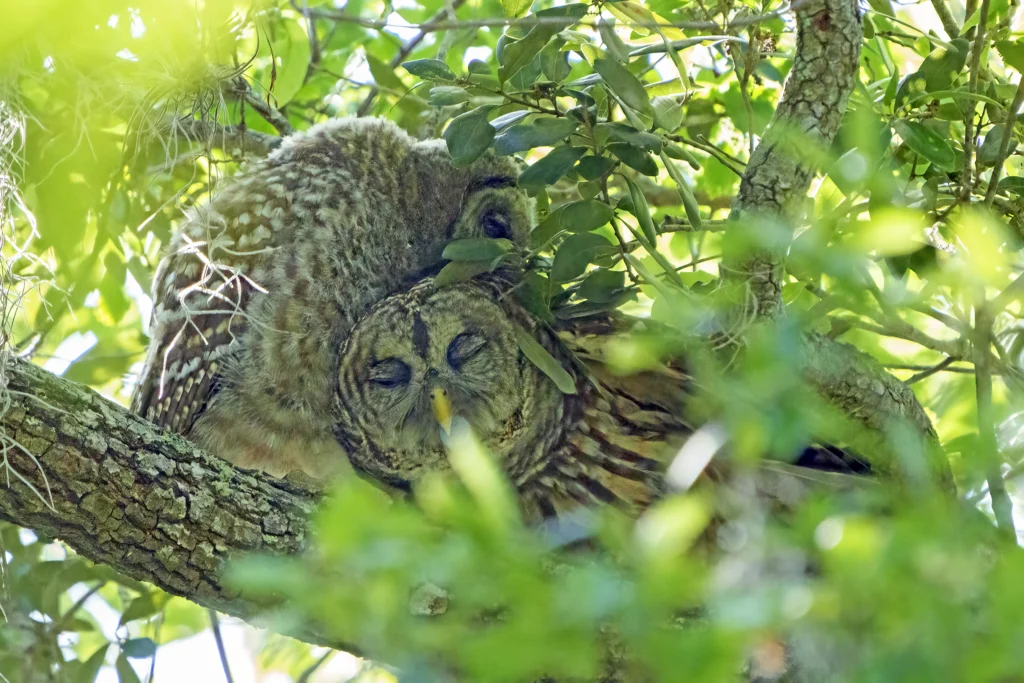 Barred Owl adult with fledgling. Photo by Larry Master, masterimages.org.