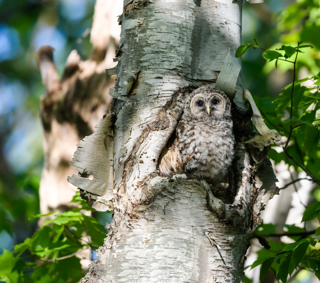 Barred Owlet in nest. Photo by FotoRequest, Shutterstock.