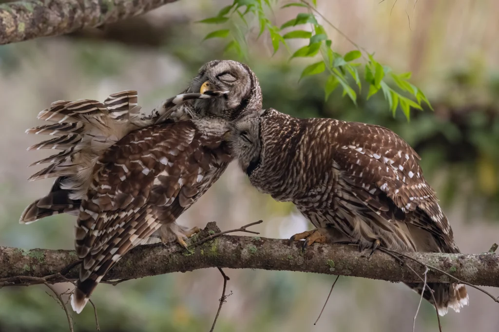 Barred Owls allopreening. Photo by Harry Collins Photography, Shutterstock.