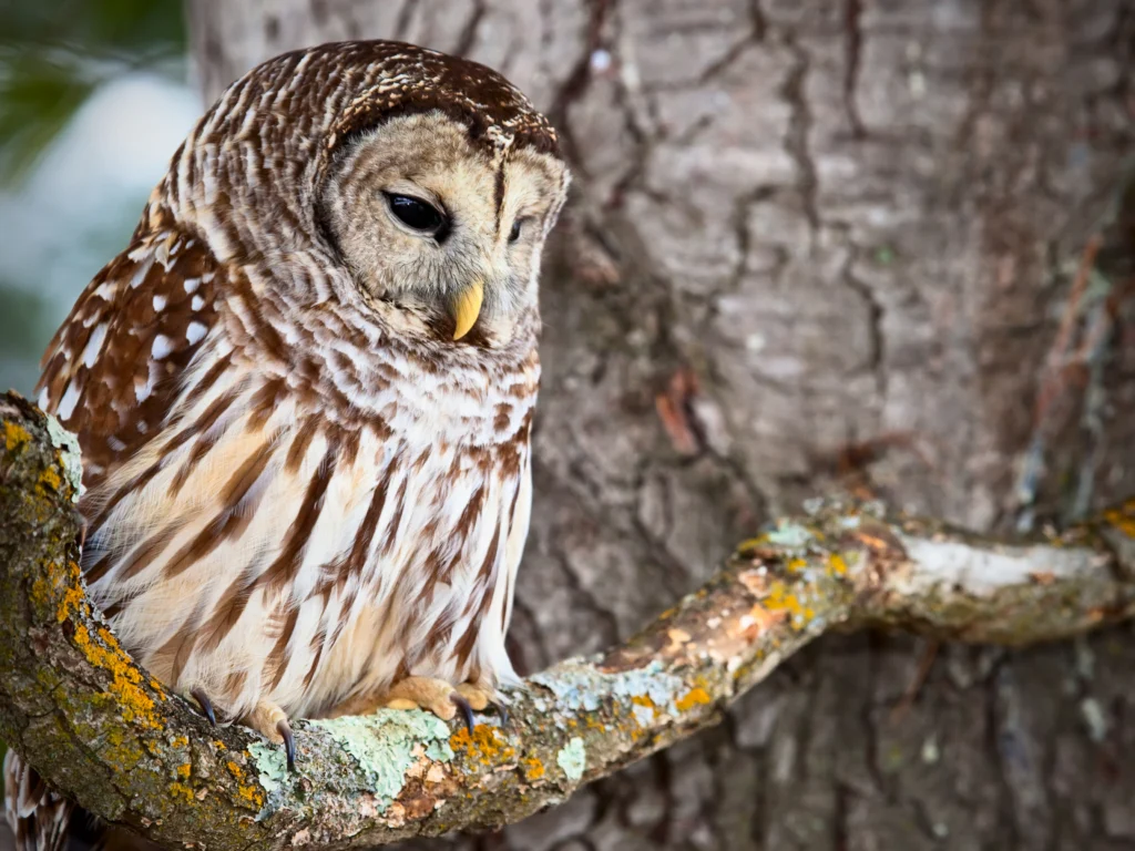 Barred Owl. Photo by IgorKovalenko, Shutterstock.