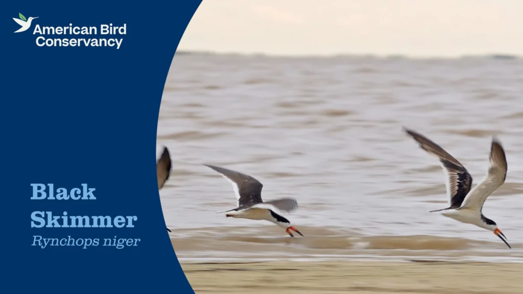 Black Skimmer YT Thumb