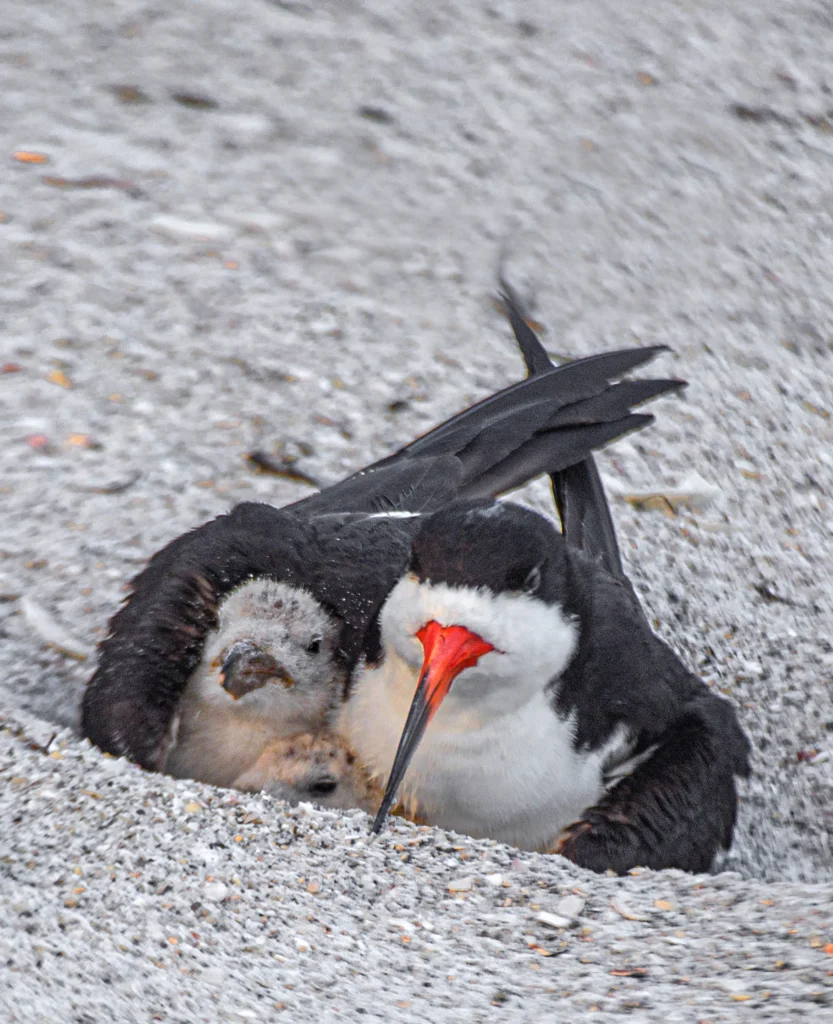 Black Skimmer with chick under wing in nest. Photo by Ken Donaldson, Shutterstock.