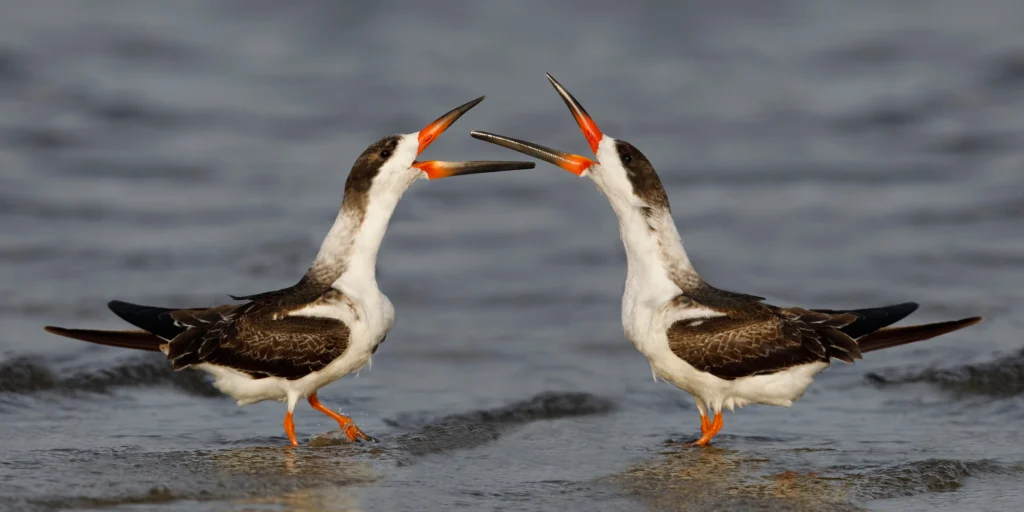 Black Skimmers. Photo by Brian Lasenby, Shutterstock.