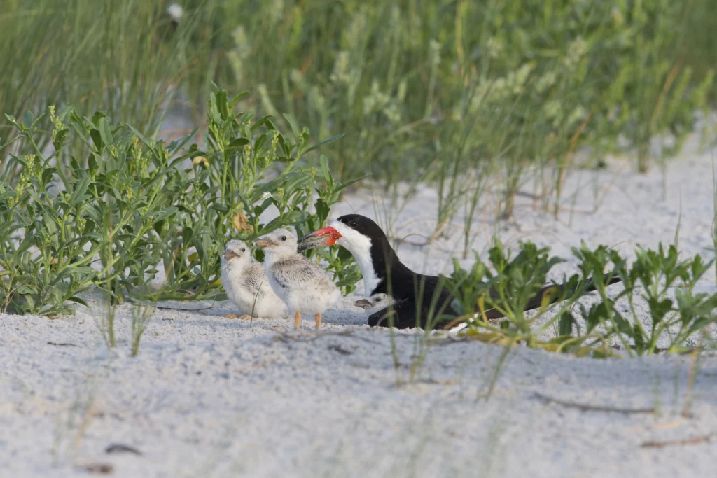 Black Skimmer (Rynchops niger niger), Northern subspecies, adult in breeding plumage and a trio of well camouflaged downy chicks at Nickerson Beach Park on Long Island, New York.