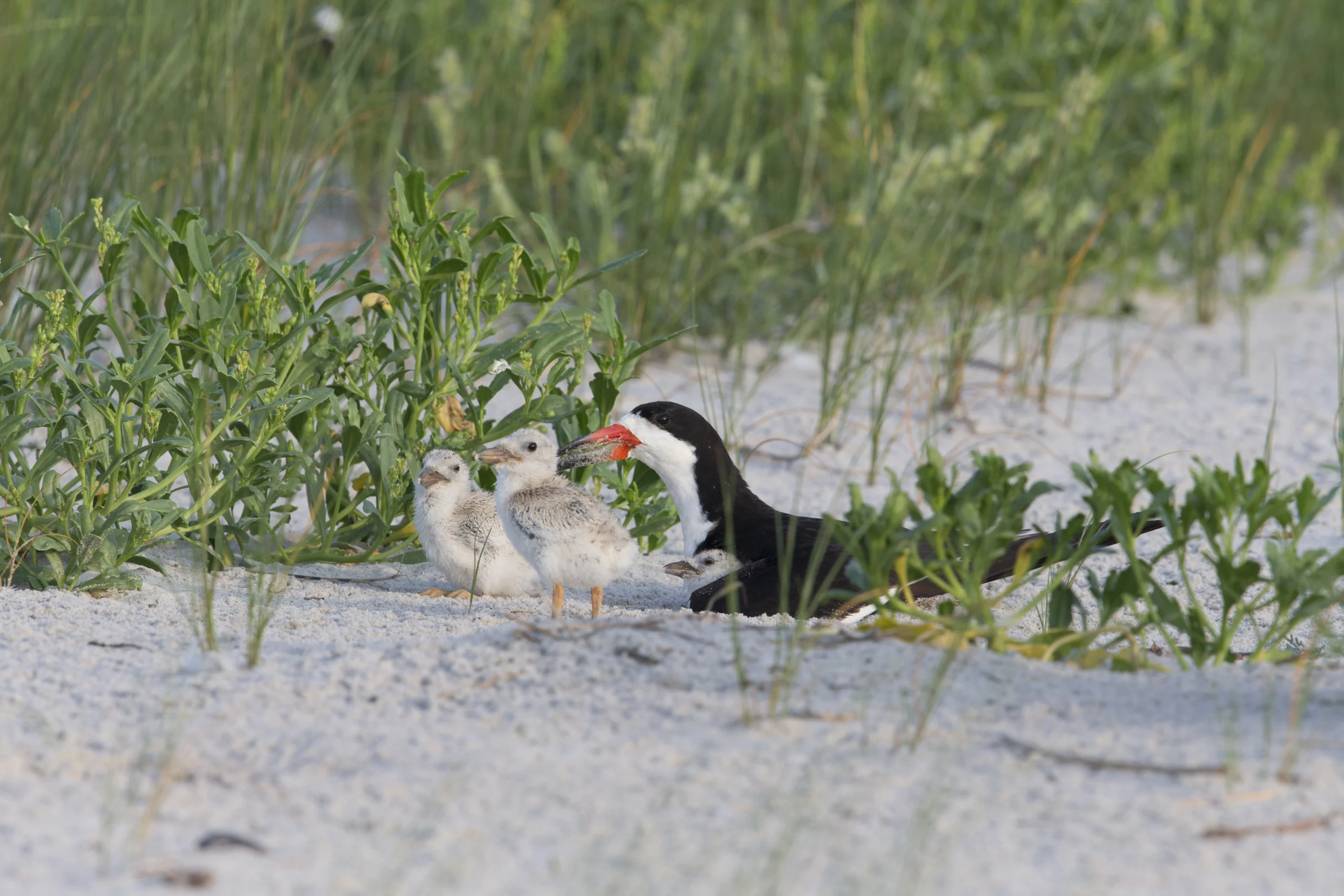 Black Skimmer (Rynchops niger niger), Northern subspecies, adult in breeding plumage and a trio of well camouflaged downy chicks at Nickerson Beach Park on Long Island, New York.