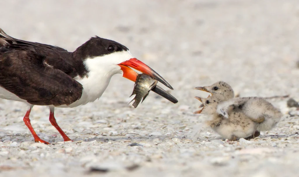 Black Skimmer feeding chicks. Photo by Jean Hall.