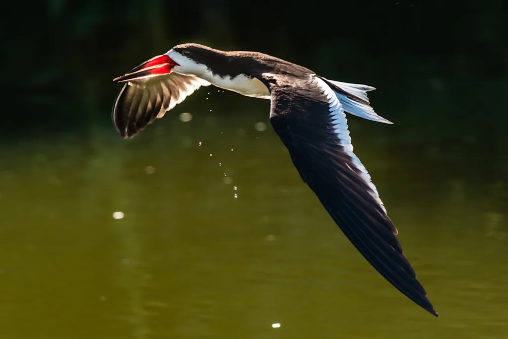 Black Skimmer. Photo by Jay Gao, Shutterstock.