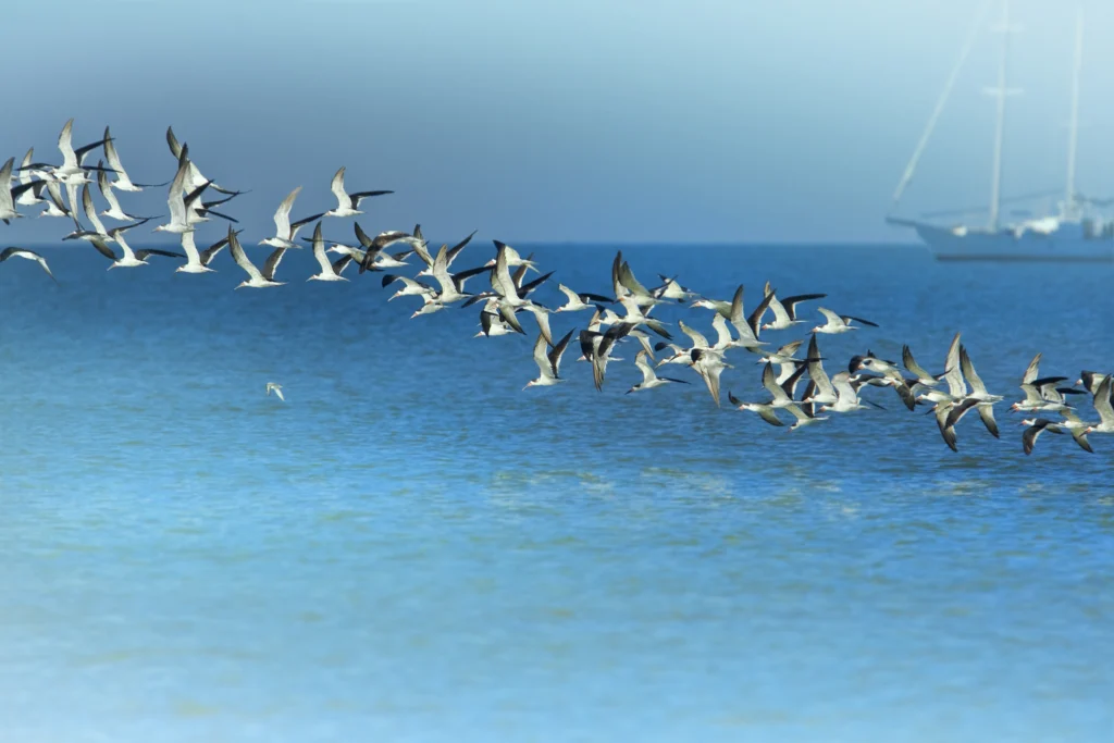 Black Skimmer flock in flight. Photo by Tania Thomson, Shutterstock.