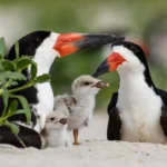 Two adult Black Skimmers with two chicks sit on a sandy beach. The Black Skimmer is among several seabird and waterbird species that was impacted by construction in Virginia.