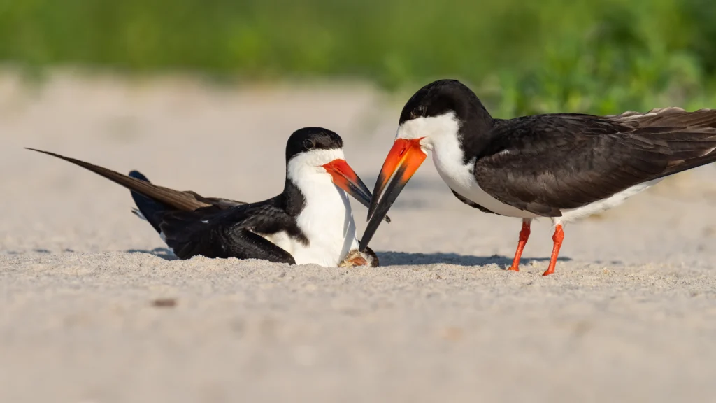 A nesting pair Black Skimmers with their hatchling. Photo by Randy G. Lubischer, Shutterstock.