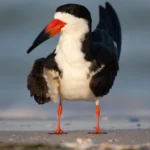 Black Skimmer. Photo by Matt Cuda, Shutterstock.