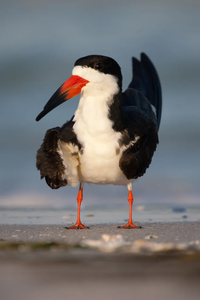 Black Skimmer. Photo by Matt Cuda, Shutterstock.
