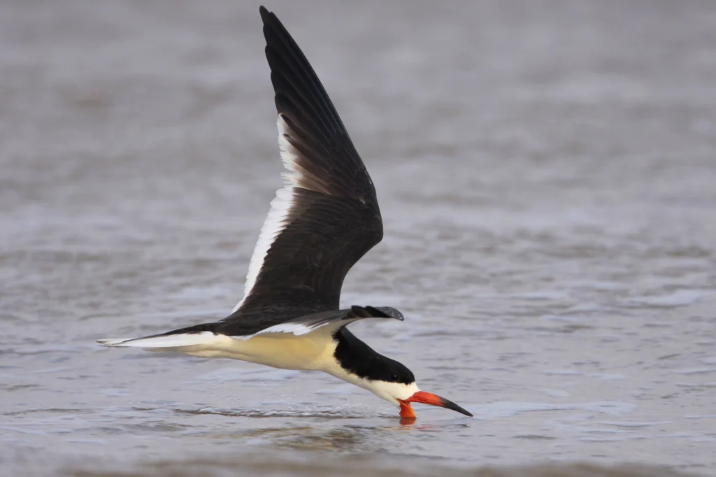 Black Skimmer in flight with beak in ocean. Photo by Greg Lavaty, texastargetbirds.com